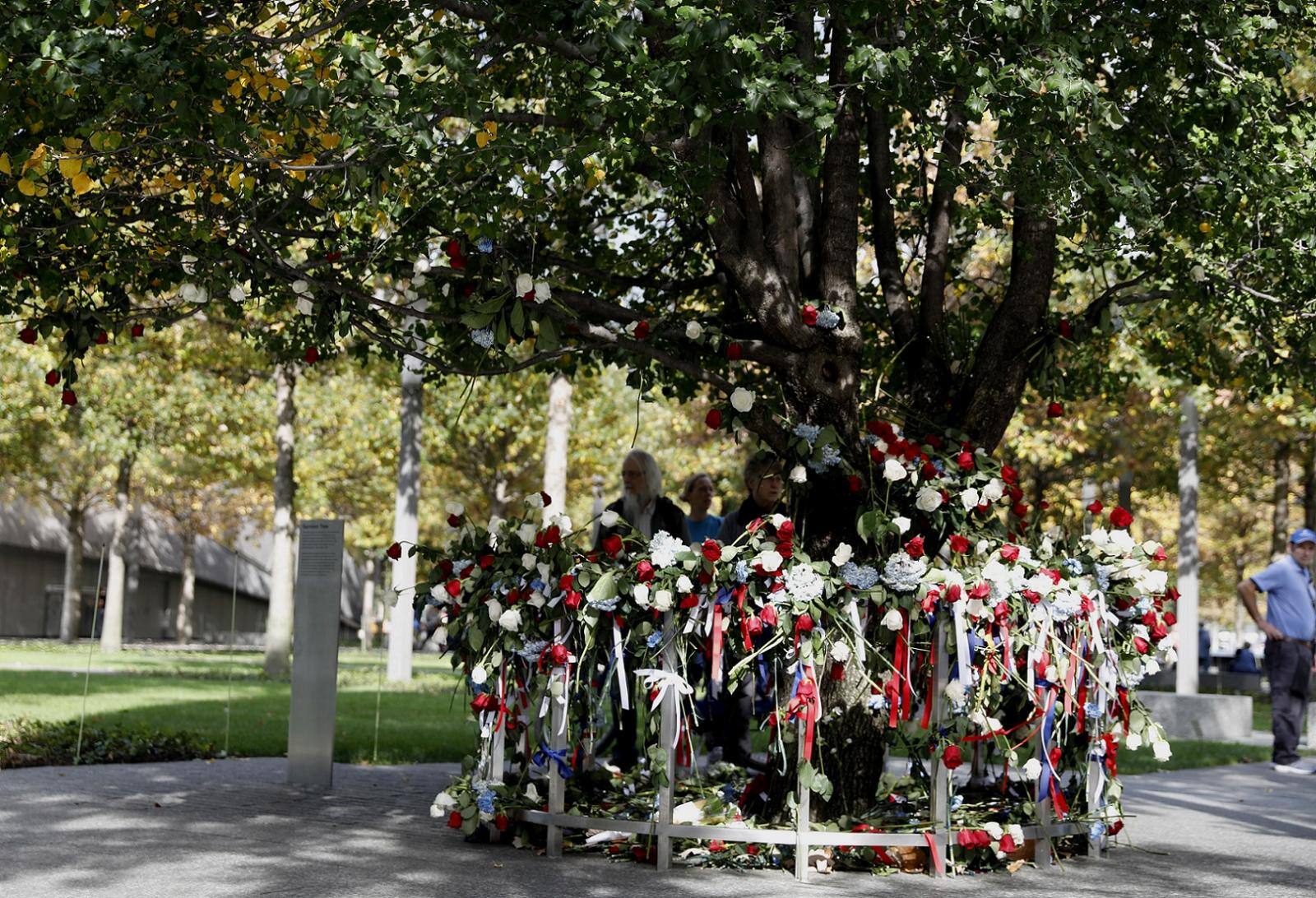 The Survivor Tree Photo: Jin S. Lee