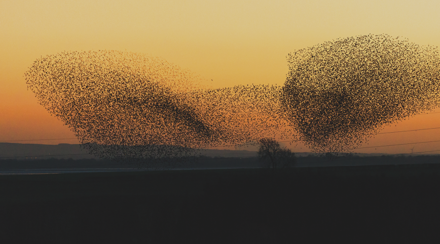 Mumuration BG 2