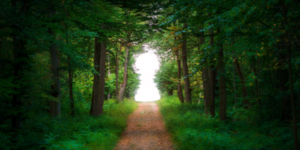 The Path Forward to Digital Transformation